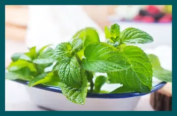 Peppermint for mouth ulcers