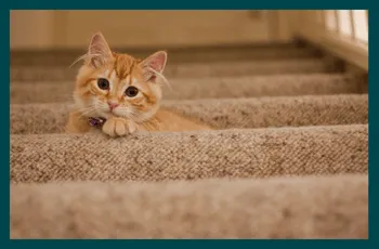How to get rid of cat allergies naturally?